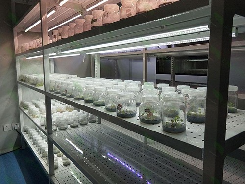 余江植物组织培养实验室设计建设方案